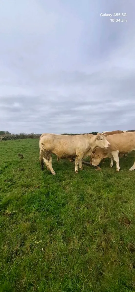 In calf heifers - Image 3