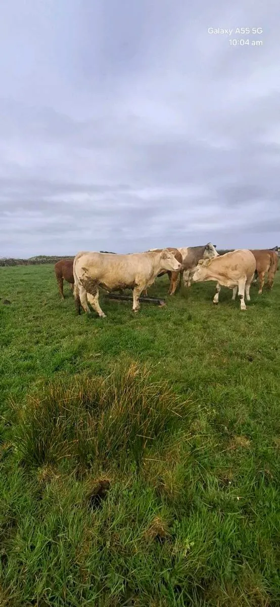 In calf heifers - Image 4