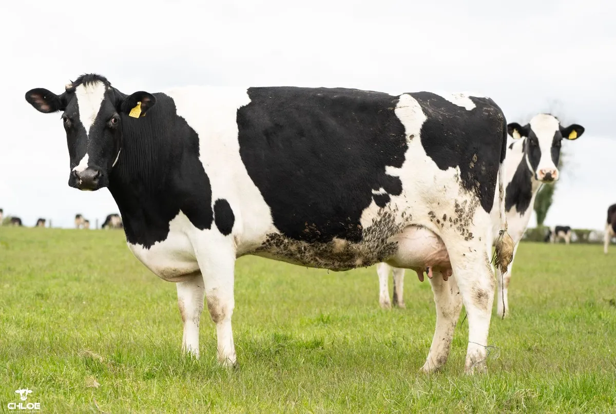 Dairy Cows Sales Roscommon Mart Sat 02 May @1:30pm - Image 1