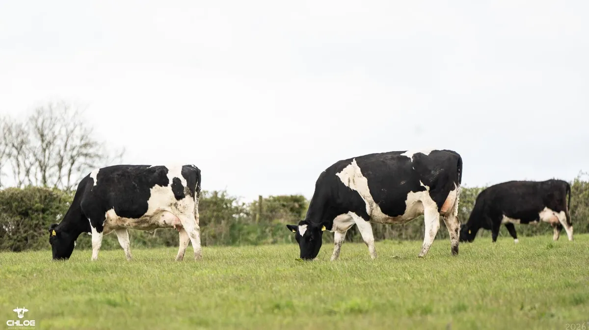 Dairy Cows Sales Roscommon Mart Sat 02 May @1:30pm - Image 2