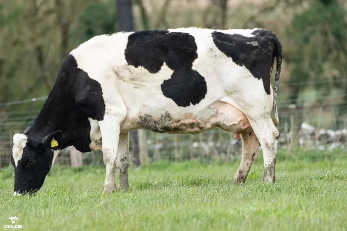 Dairy Cows Sales Roscommon Mart Sat 02 May @1:30pm - Image 3