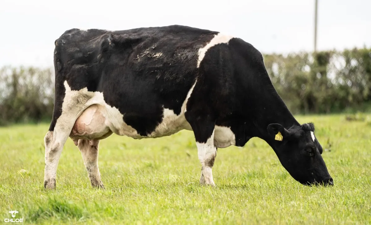 Dairy Cows Sales Roscommon Mart Sat 02 May @1:30pm - Image 4