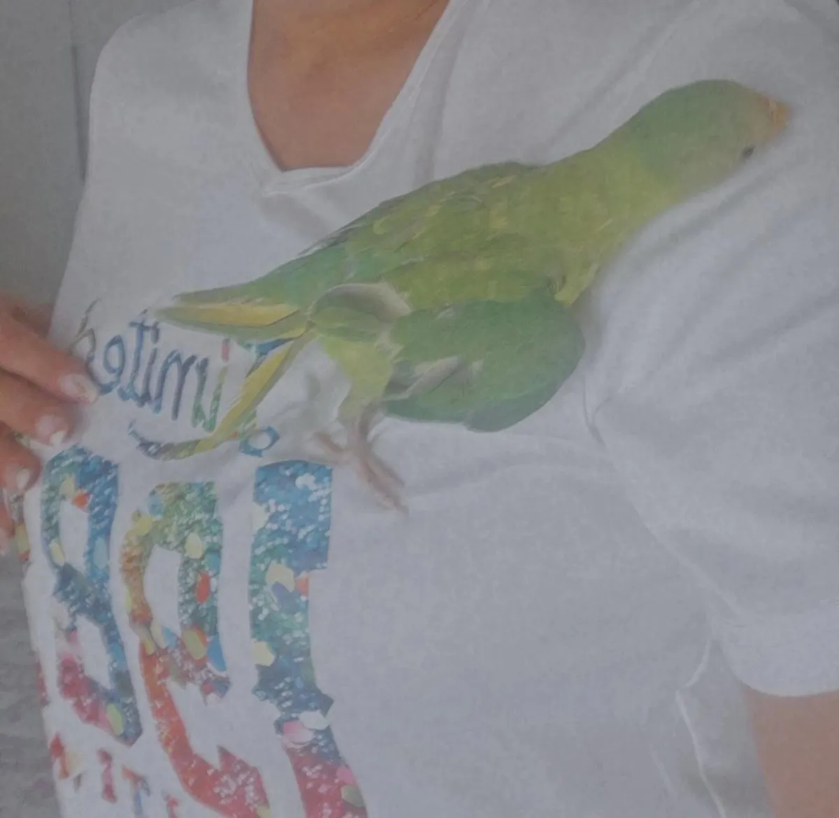 Plum headed parakeet - Image 2