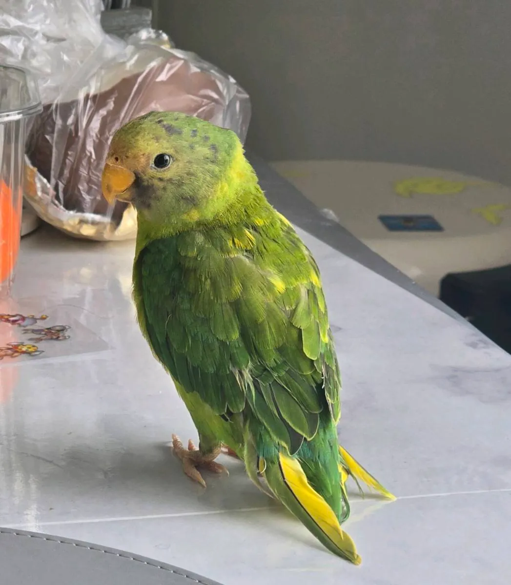 Plum headed parakeet - Image 1