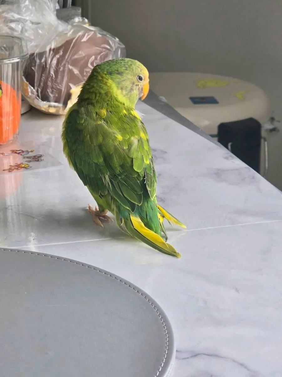 Plum headed parakeet - Image 3