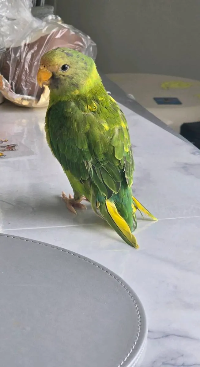 Plum headed parakeet - Image 4