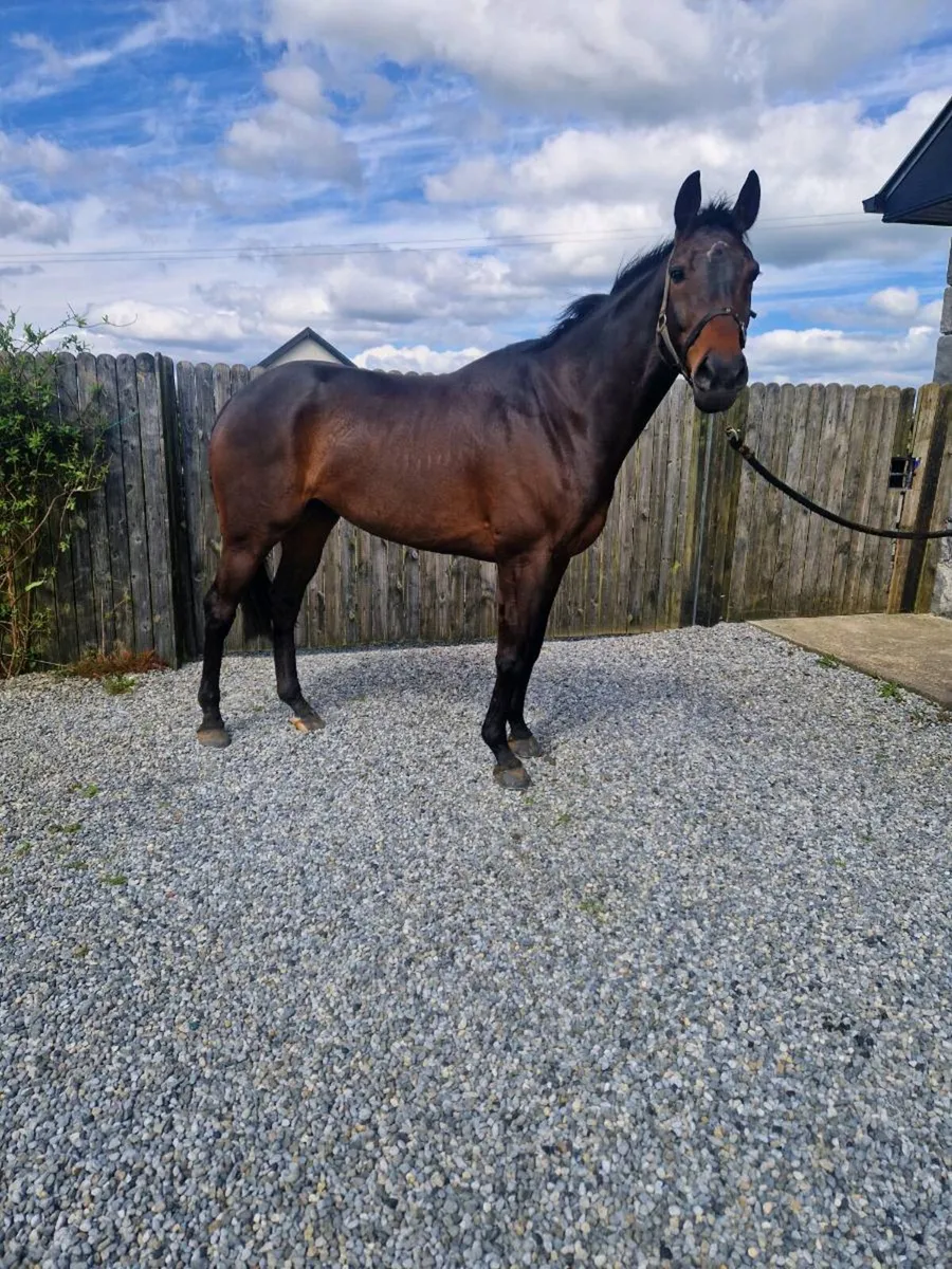 Thoroughbred  gelding - Image 1