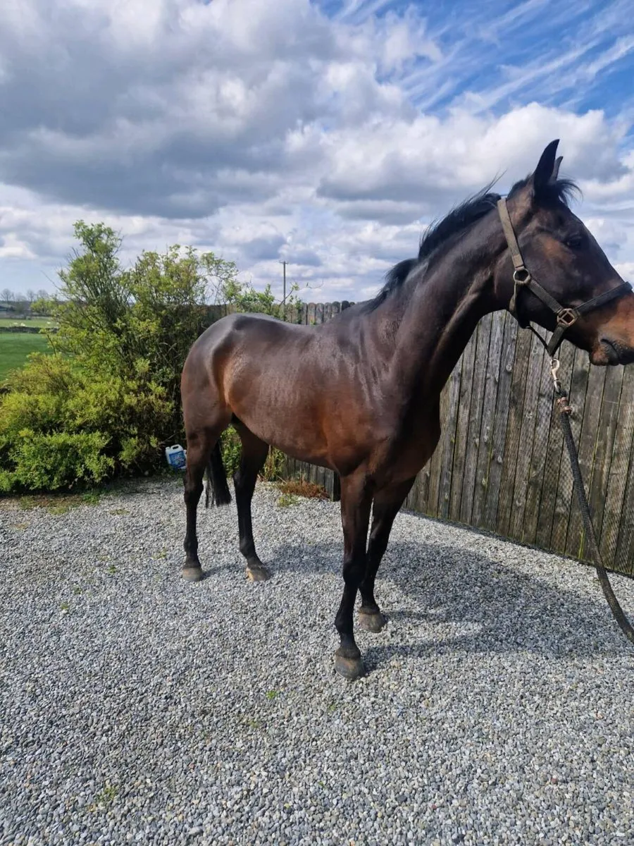 Thoroughbred  gelding - Image 2