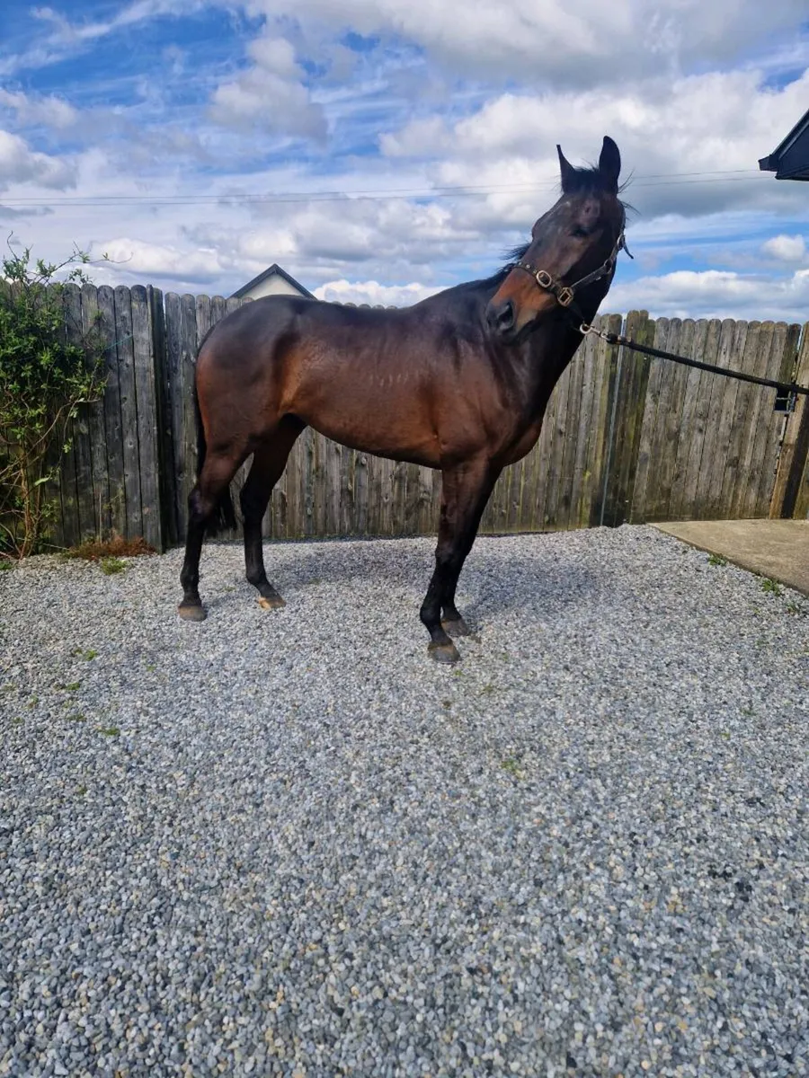 Thoroughbred  gelding - Image 3