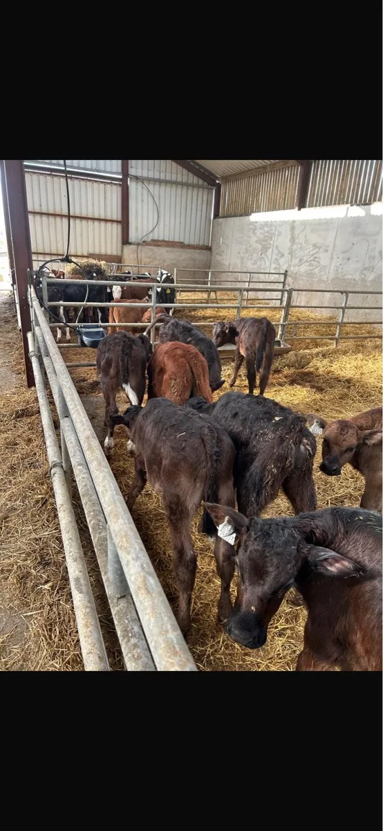 Limousin hereford and Angus calves - Image 1