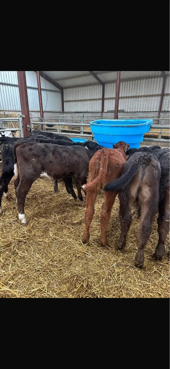 Limousin hereford and Angus calves - Image 2