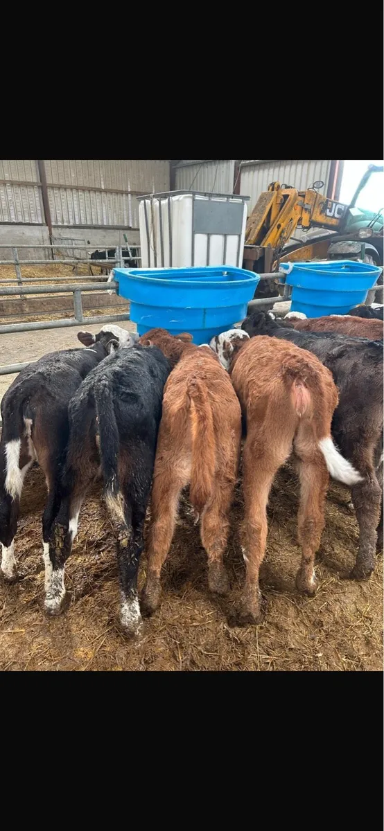 Limousin hereford and Angus calves - Image 3