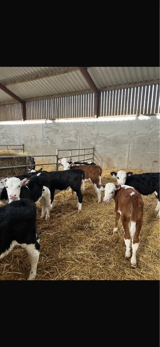 Limousin hereford and Angus calves - Image 4