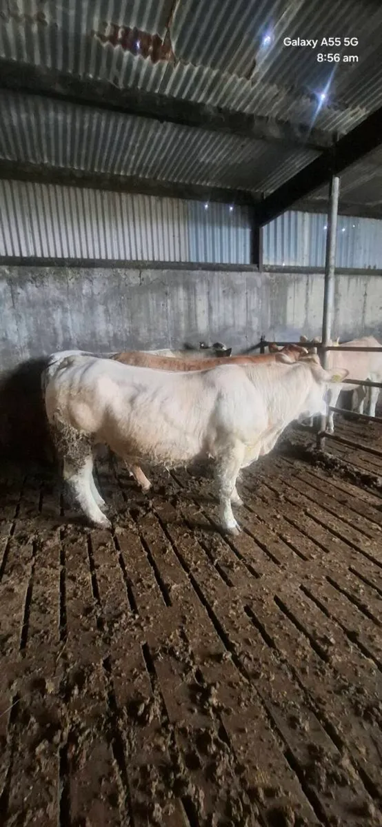 In calf heifers - Image 1