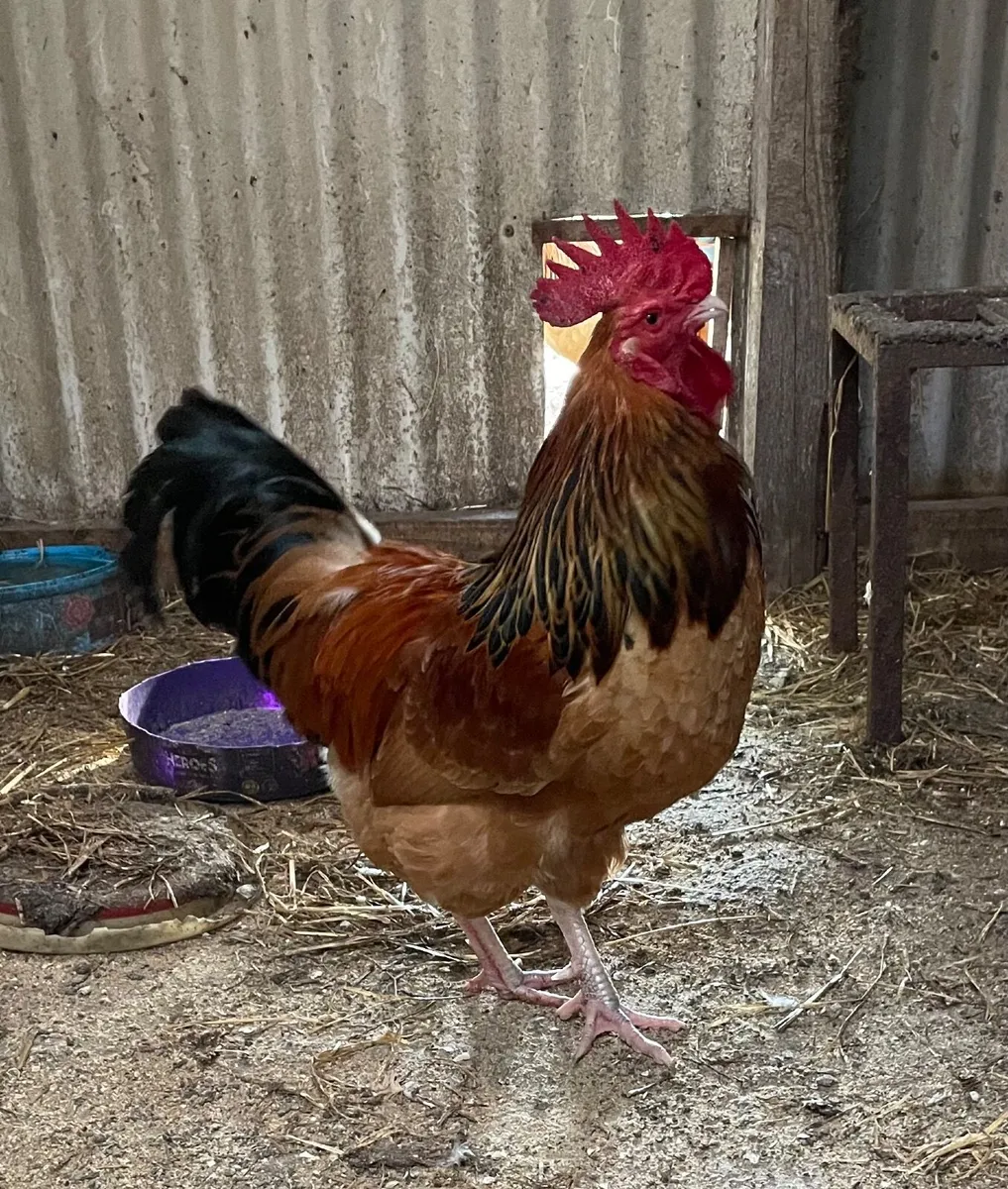 Bantam Light Sussex / Buff Sussex roosters - Image 1