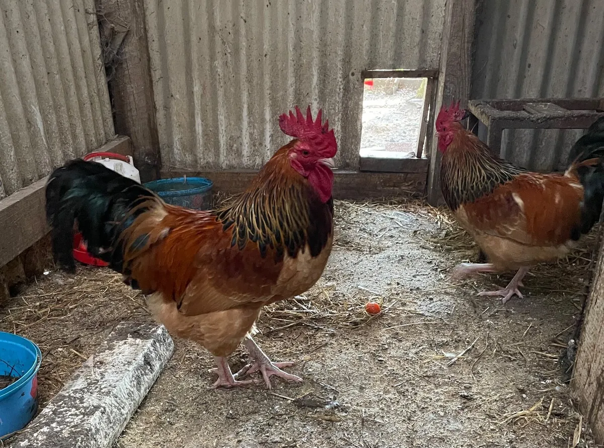 Bantam Light Sussex / Buff Sussex roosters - Image 2