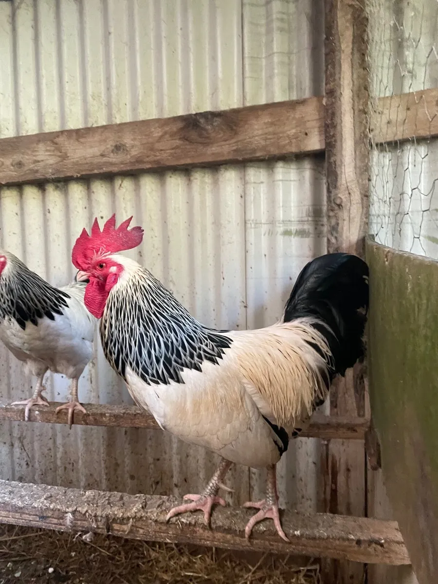 Bantam Light Sussex / Buff Sussex roosters - Image 3