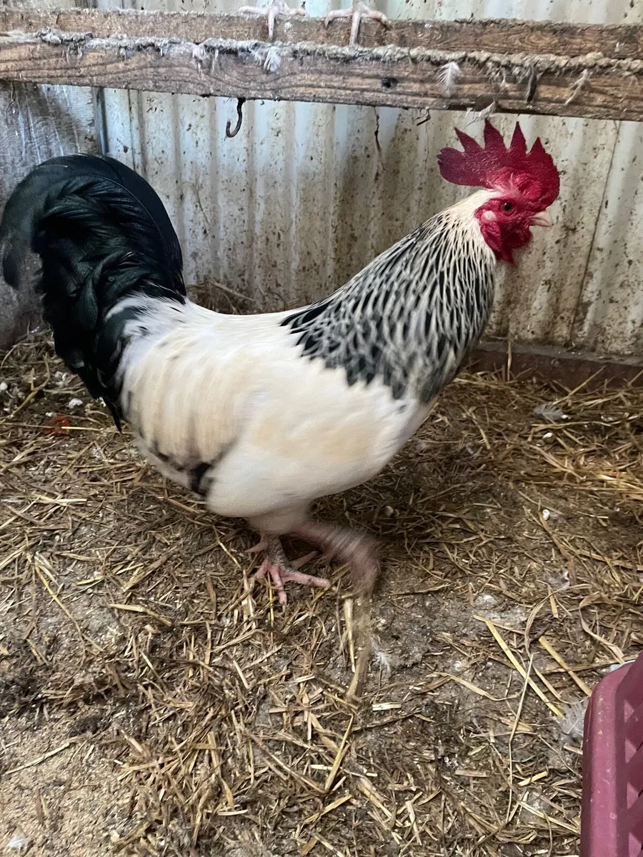 Bantam Light Sussex / Buff Sussex roosters - Image 4
