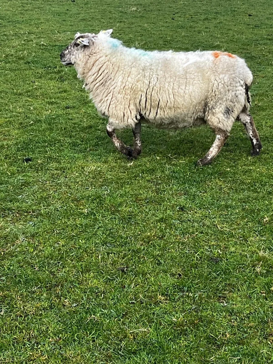Foster ewe - Image 1