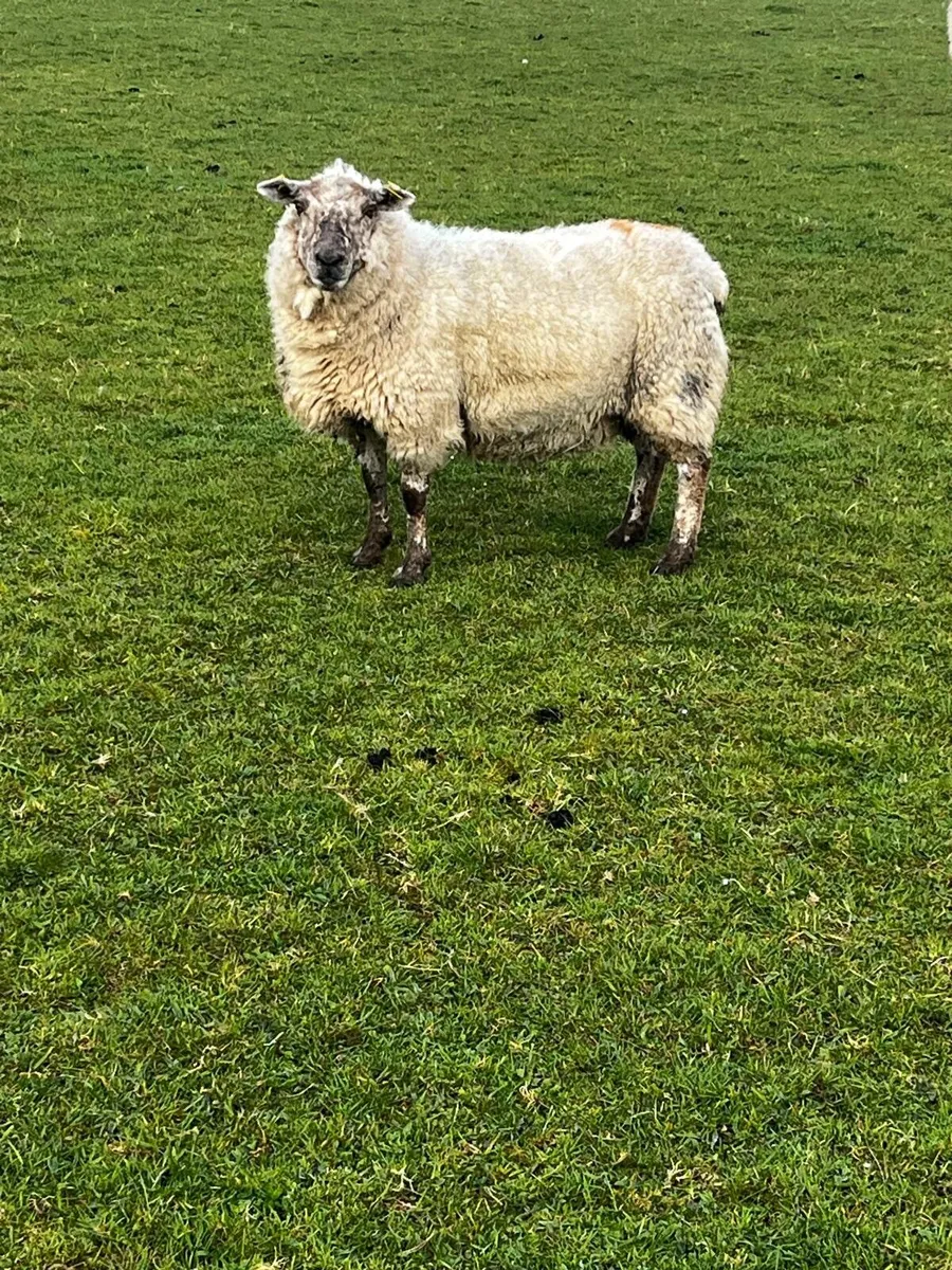 Foster ewe - Image 2