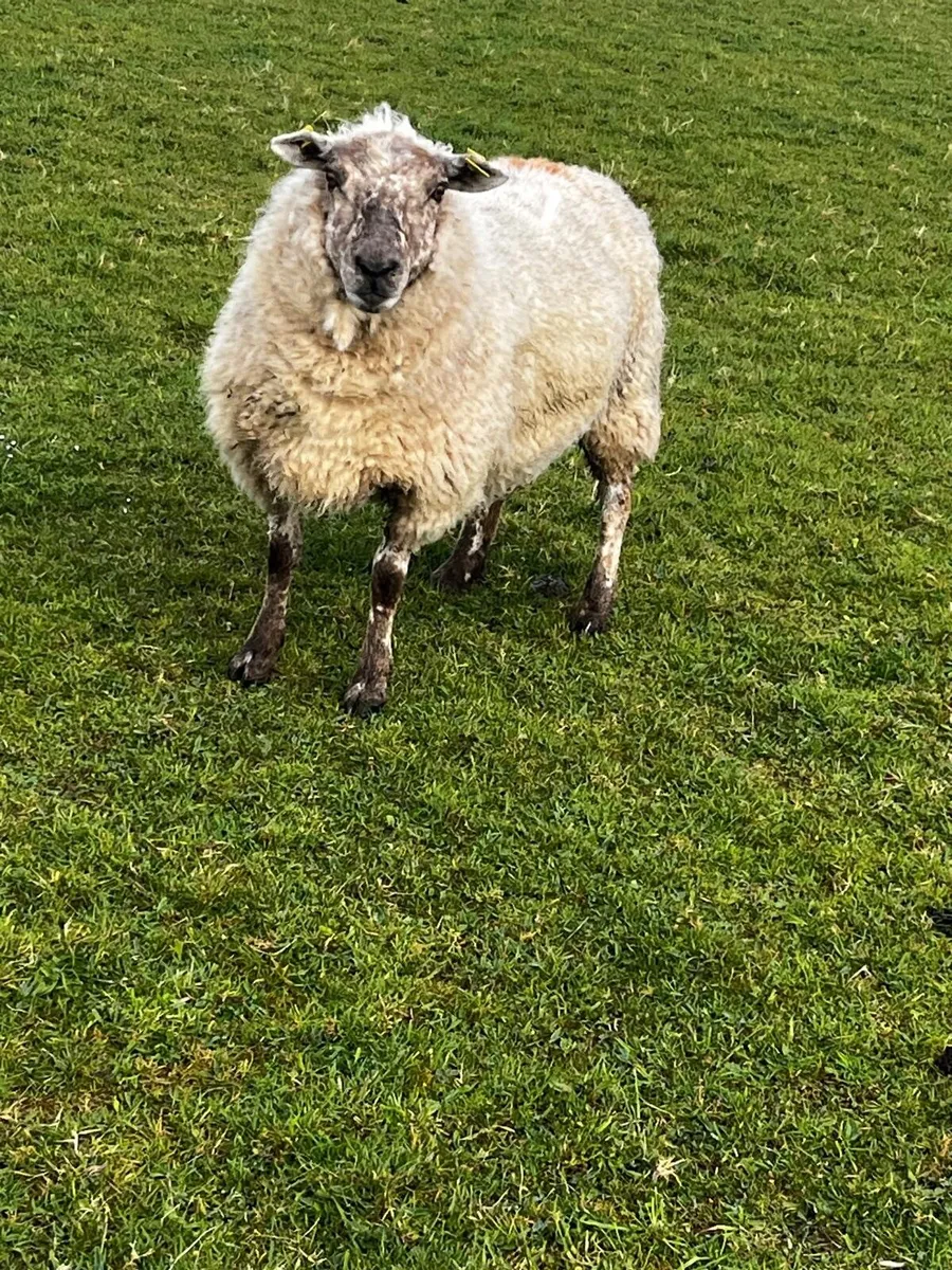 Foster ewe - Image 3