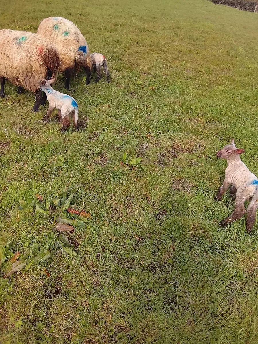Ewes and lambs - Image 2