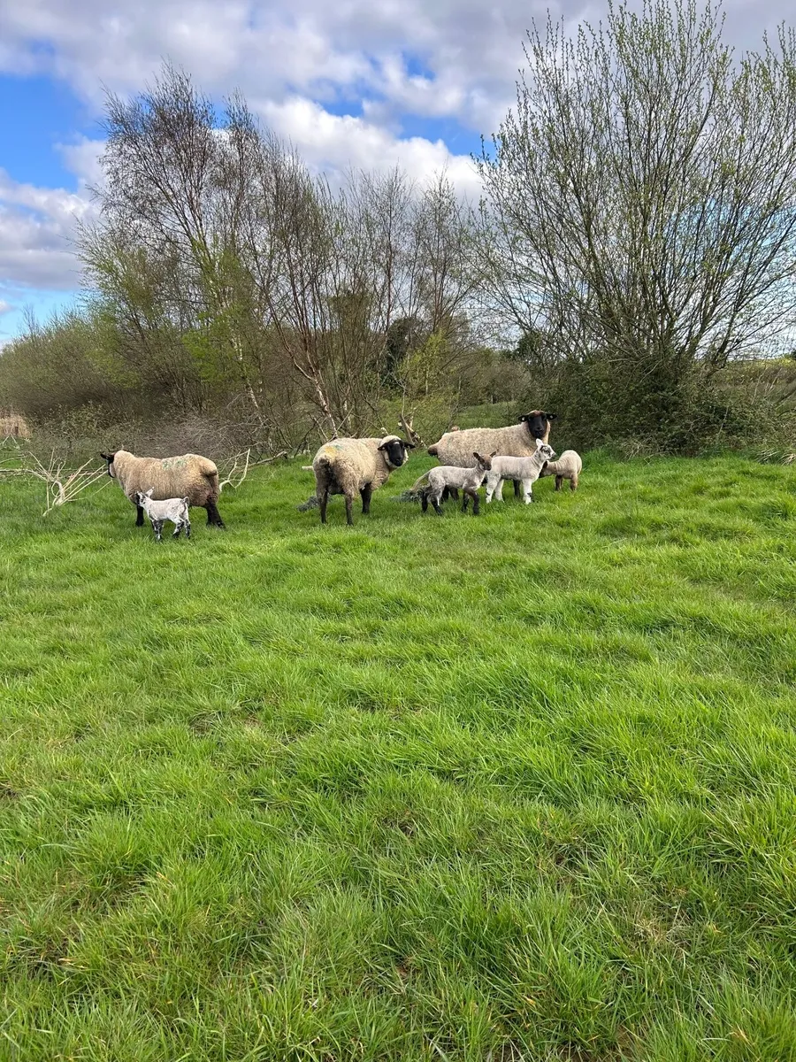 Ewes and lambs - Image 4