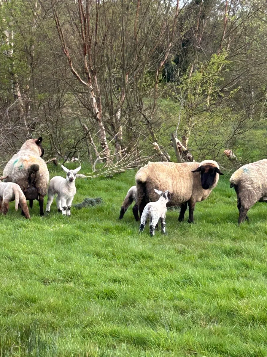 Ewes and lambs - Image 1