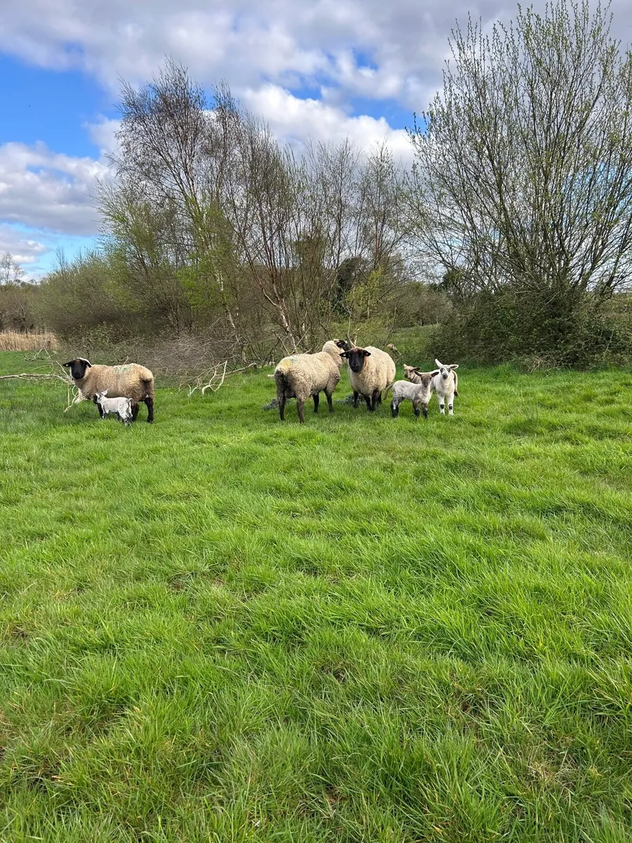 Ewes and lambs - Image 3
