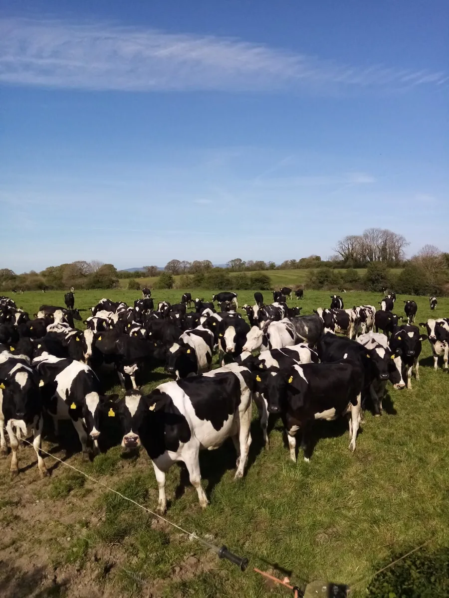 FOR SALE – 130-Cow Dairy Herd - Image 1