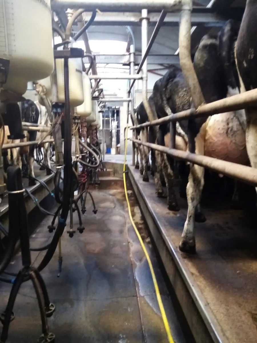 FOR SALE – 130-Cow Dairy Herd - Image 2