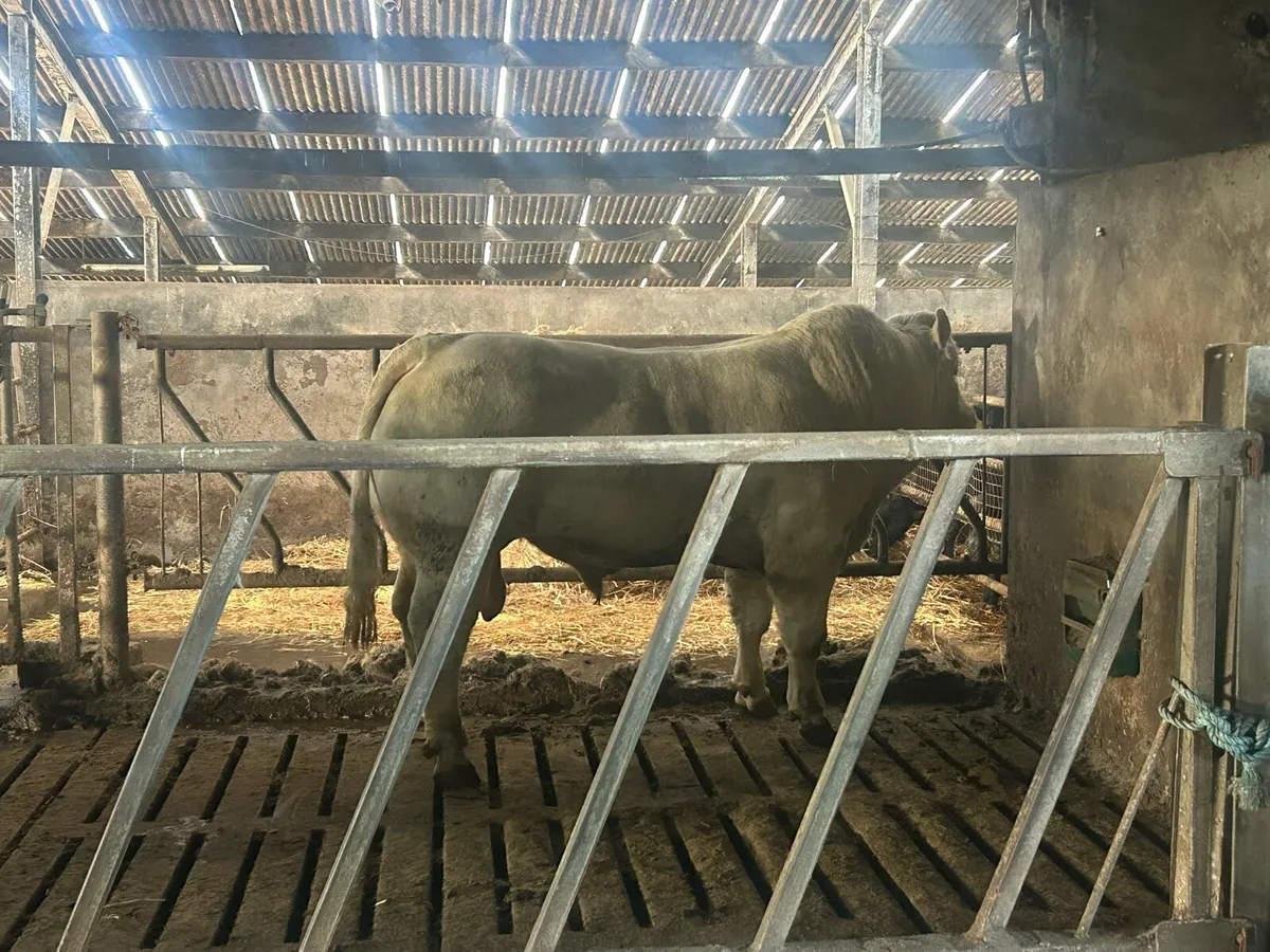 Pedigree Charolais bulls - Image 1