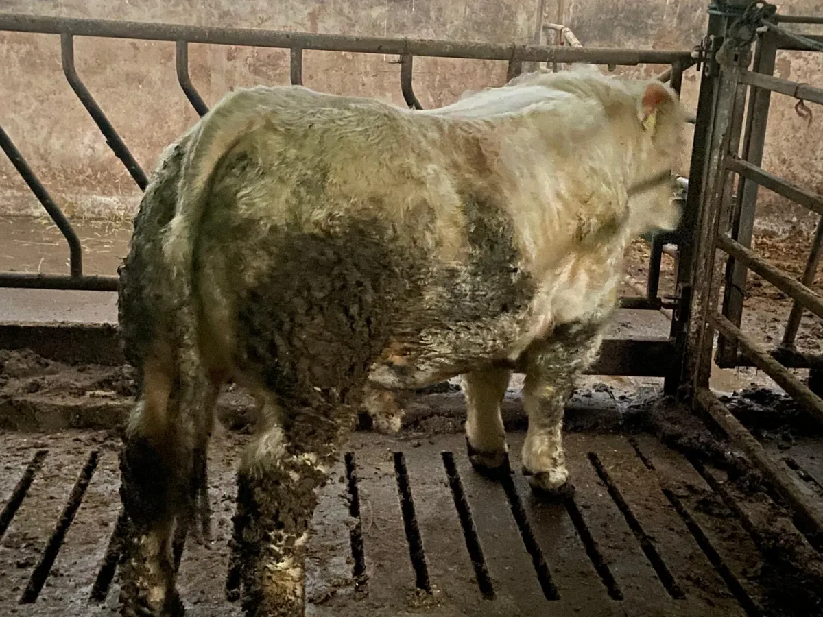 Pedigree Charolais bulls - Image 2