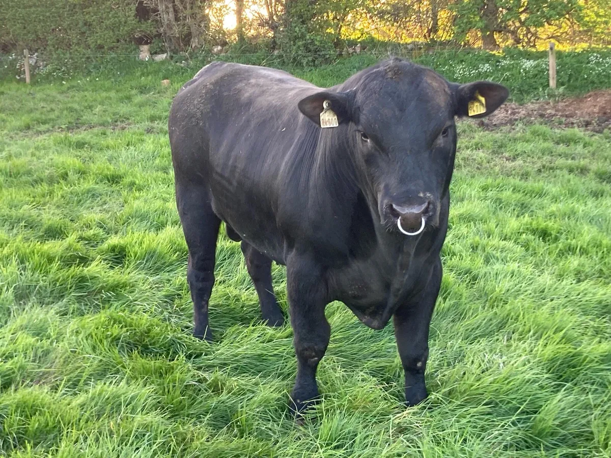 Angus bull - Image 1