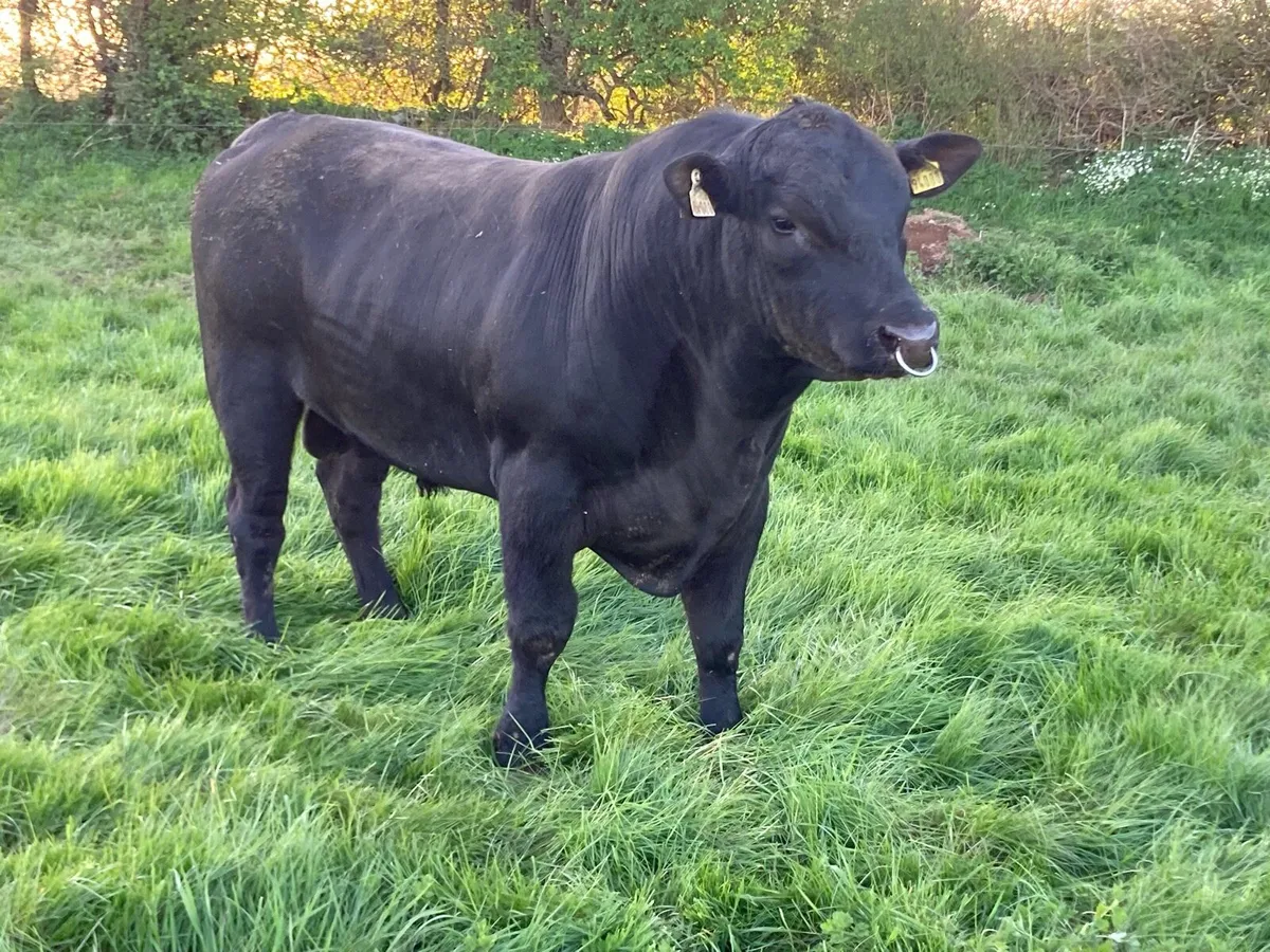 Angus bull - Image 2