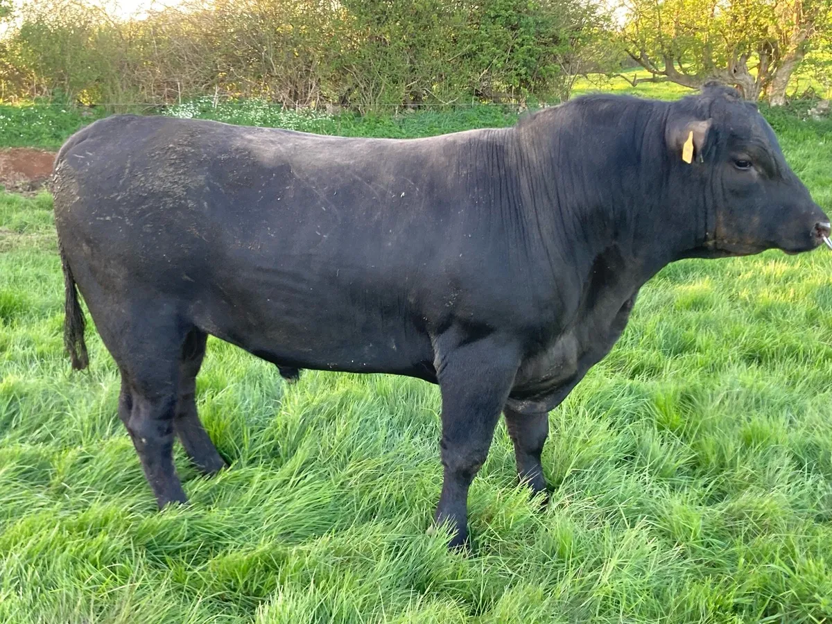 Angus bull - Image 3