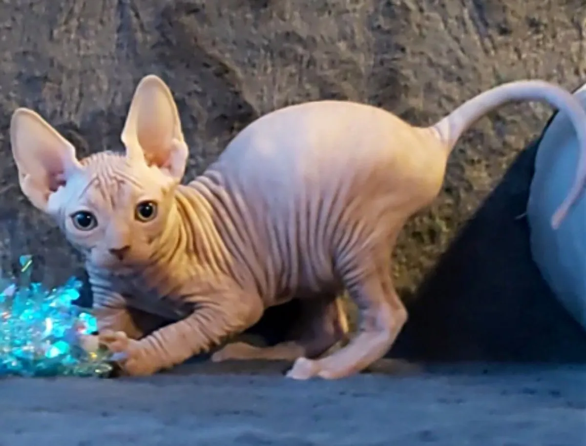 Sphynx Sphinx kittens( can deliver) - Image 3