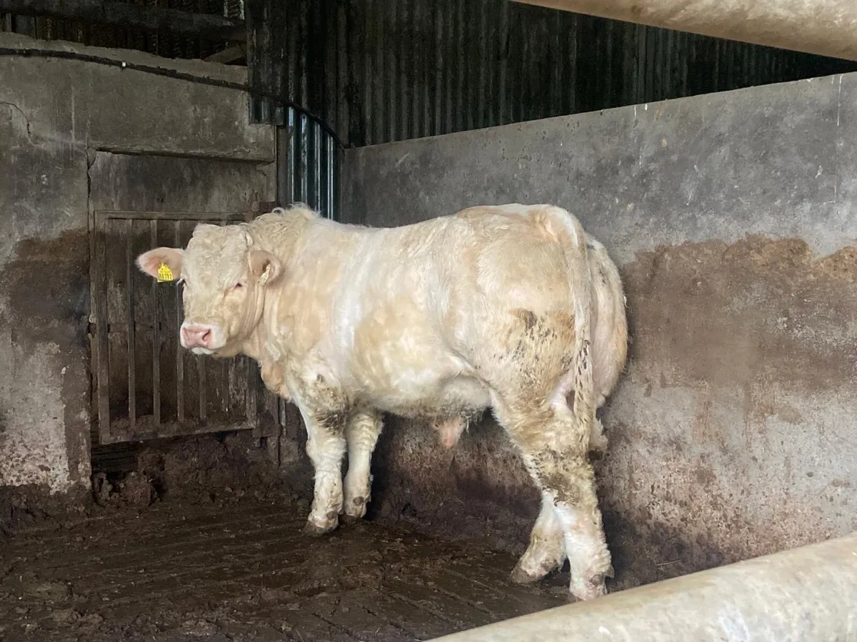 Pedigree Charolais bulls - Image 3