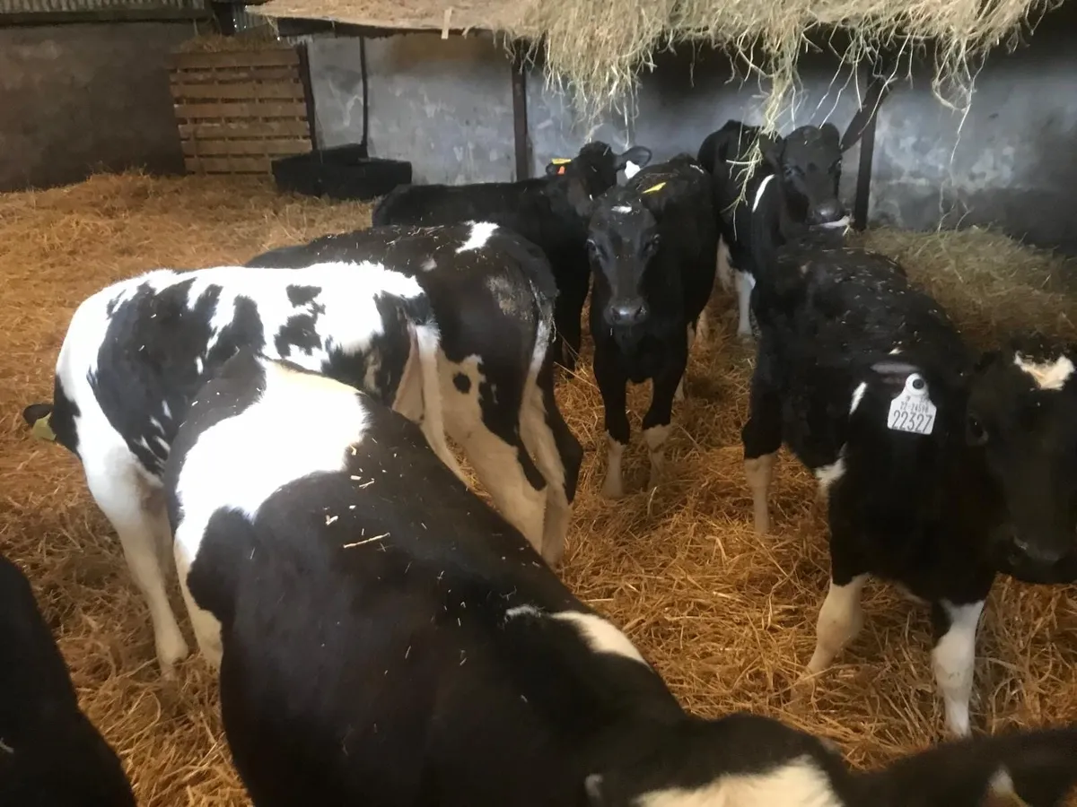AI bred Fresian Heifer Calves - Image 1