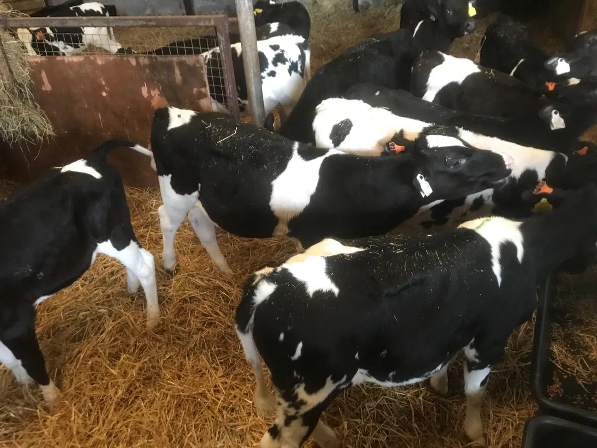 AI bred Fresian Heifer Calves - Image 2