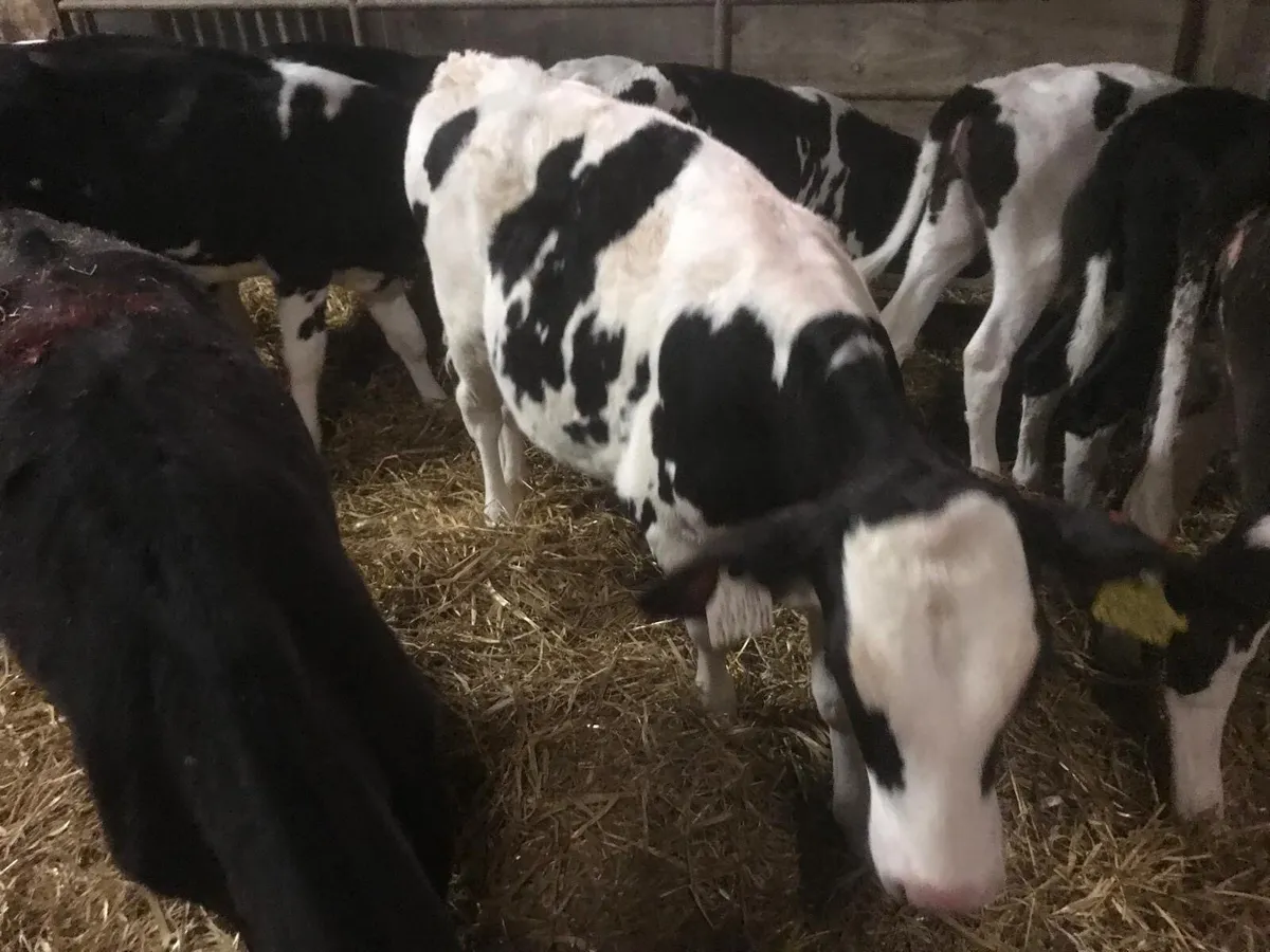 AI bred Fresian Heifer Calves - Image 3