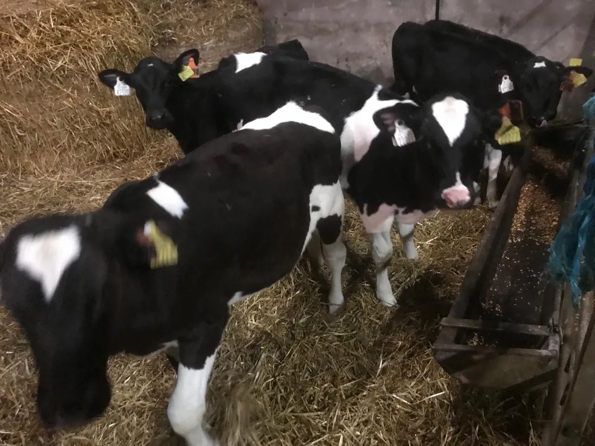 AI bred Fresian Heifer Calves - Image 4