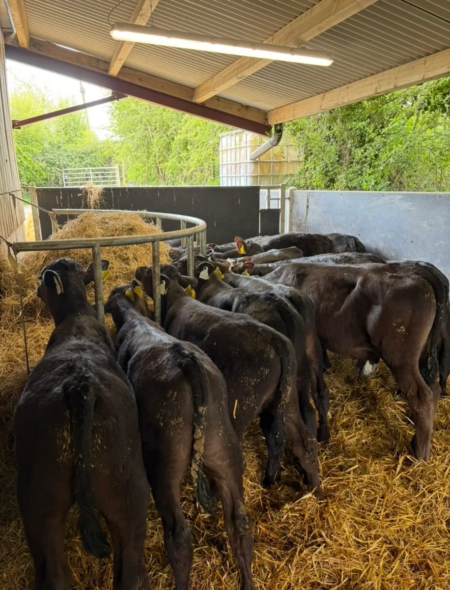 20 super 150kg Angus bull runners 🔥🔥 - Image 1