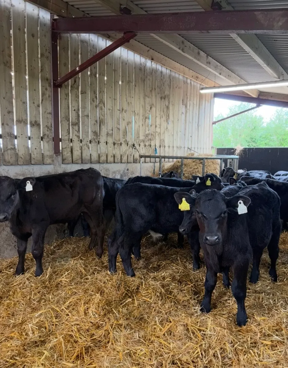 20 super 150kg Angus bull runners 🔥🔥 - Image 2