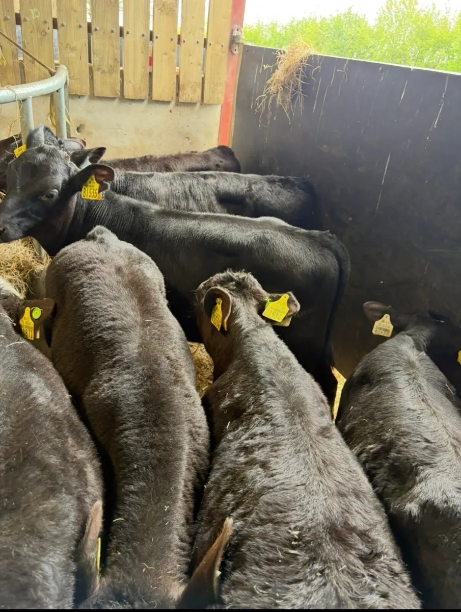20 super 150kg Angus bull runners 🔥🔥 - Image 3