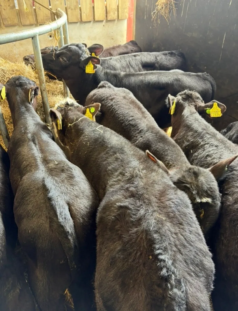 20 super 150kg Angus bull runners 🔥🔥 - Image 4