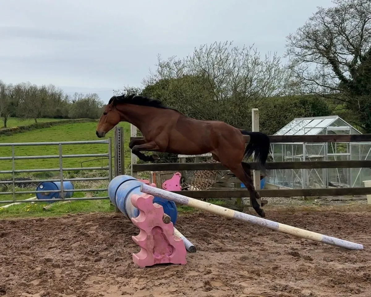 15.2 4yr old gelding - Image 2