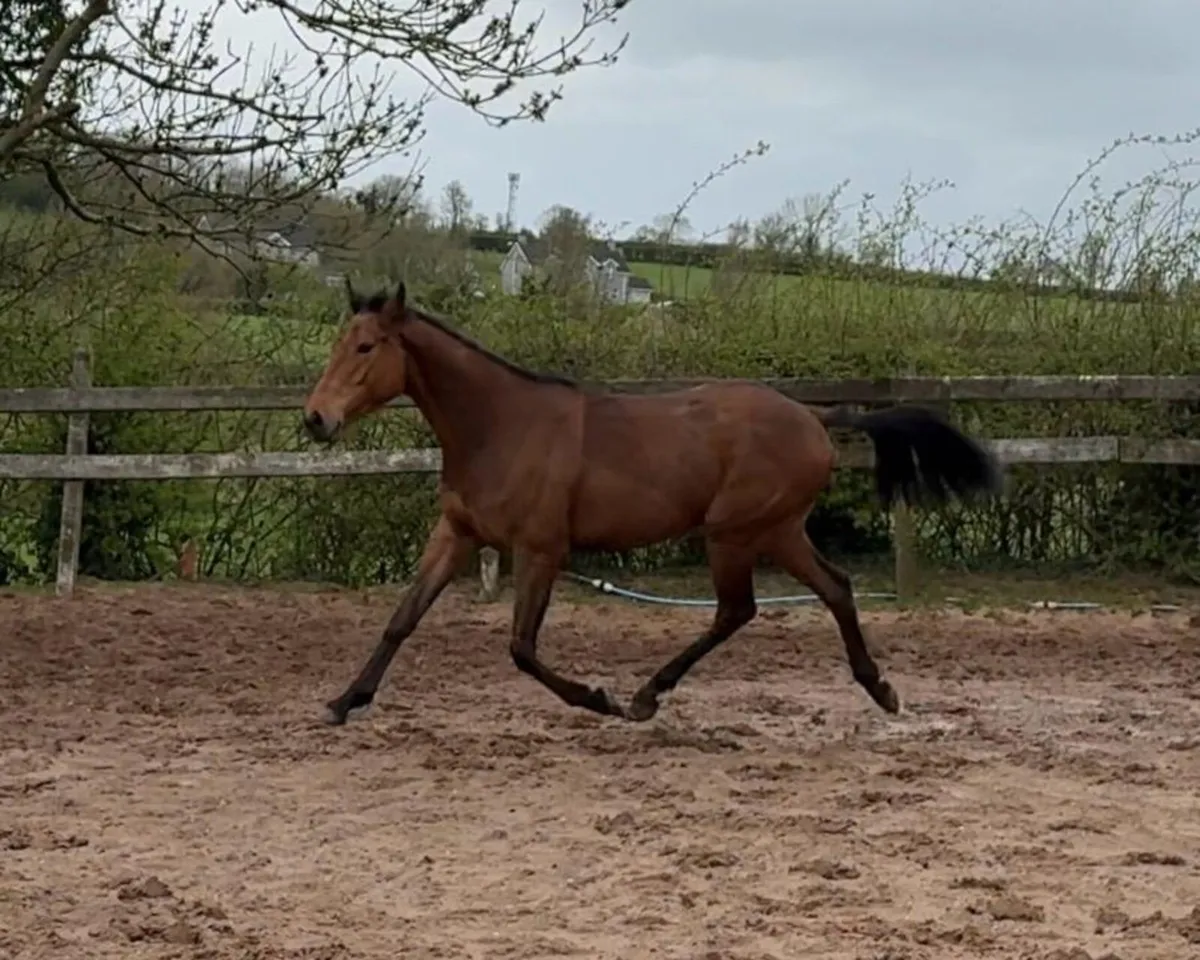 15.2 4yr old gelding - Image 3