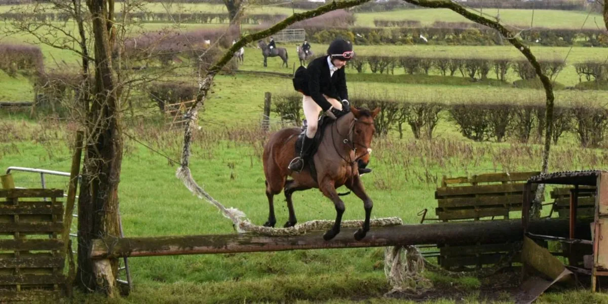 15.2 4yr old gelding - Image 4