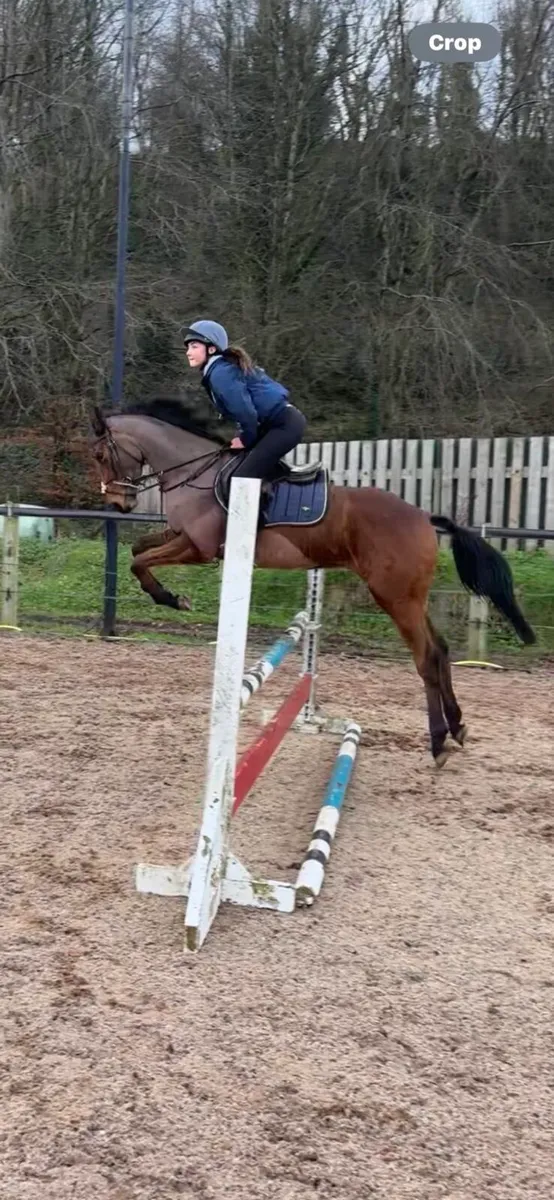 15.2 4yr old gelding - Image 1